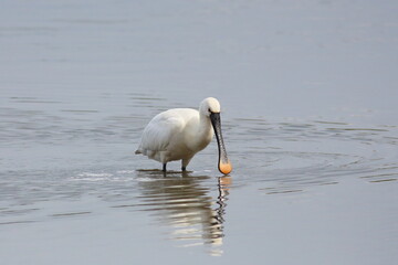 Eurasian Spoonbill wading in open water