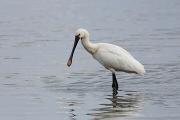 Eurasian Spoonbill wading in open water