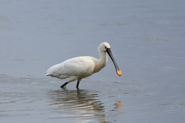 Eurasian Spoonbill wading in open water