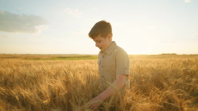 little boy is walking alone in gold rye field in sunset, portrait of cute chubby child in countryside