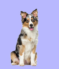 Sitting and panting Blue merle border collie on purple