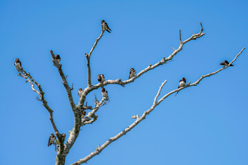 A Swallow Tree ?