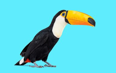 Common Toucan toco standing against blue background