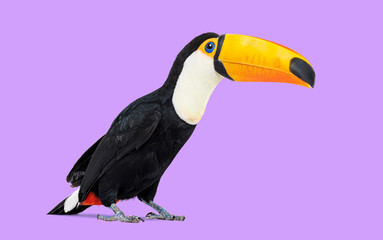 Common Toucan toco standing against purple background