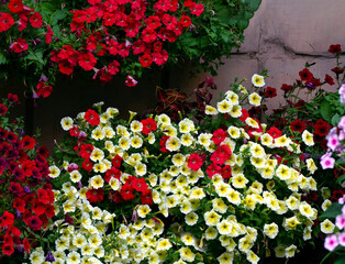 Red and white-yellow petunias grow near the stone wall. Bright festive floral background with petunias.