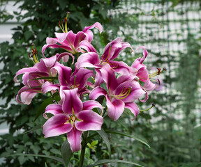 Gorgeous purple lilies on a green background of leaves and mesh. Natural floral background.
