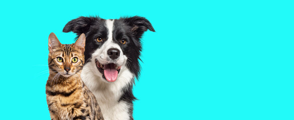 Brown bengal cat and a border collie dog with happy expression together on blue background, banner framed looking at the camera