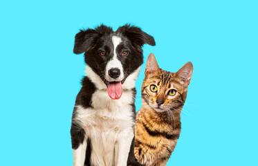 Brown bengal cat and a border collie dog with happy expression together on blue background, looking at the camera