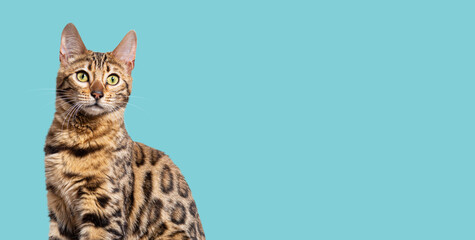 Head shot of a Bengal cat on a blue background