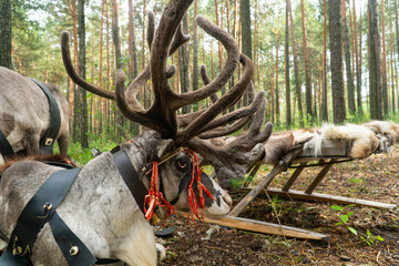 Wild deer in the Siberian forest. Deer resting on the grass