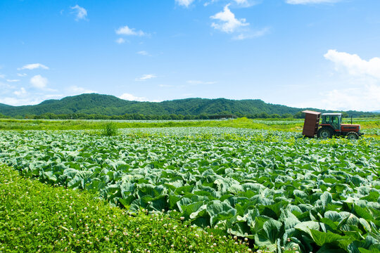無限に広がるような嬬恋の高原キャベツ畑