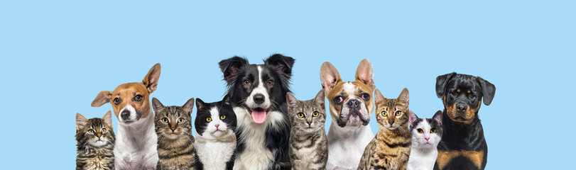 Large group of cats and dogs looking at the camera on blue background
