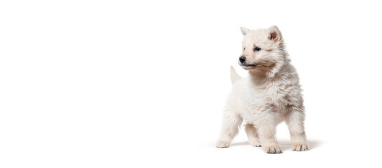 Obraz premium Puppy Berger Blanc Suisse on a banner, isolated on white