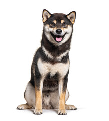 Shiba inu dog panting and looking happy, isolated on white