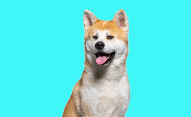 head shot of a Panting Akita Inu on a blue background