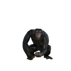 Chimpanzee isolated 3d render