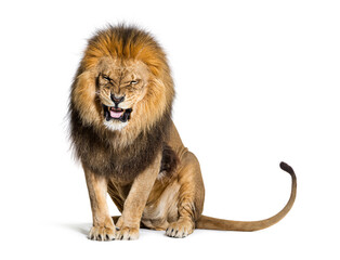 Lion pulling a face and looking at the camera, isolated on white