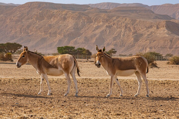 Donkeys in Hay-Bar Yotvata Nature Reserve, Israel