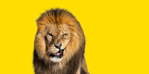 Fototapeta na wymiar Lion pulling a face, looking at the camera and showing its teeth