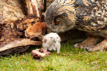 Wild Eurasian Eagle Owls outside their nest, in the grass. The white, say days old bird is sitting between the legs of the mother. They eat a piece of bloody flesh