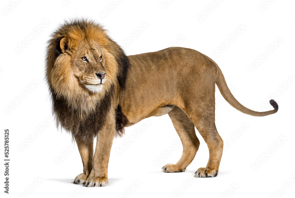 Poster Side view of a Male adult lion standing and looking backwards pulling a funny face, isolated on white