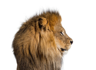 Perfect profile of a adult male lion looking away, isolated on white
