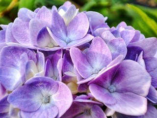 Fototapeta na wymiar purple hydrangea flowers - macro photography