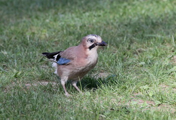 European Jay 