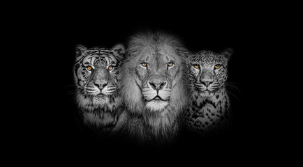 Black and white portrait of a Lion, a tiger and a leopard, on black background, yellow eyed