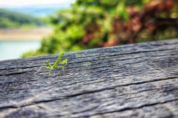 small baby praying mantis on a wooden surface