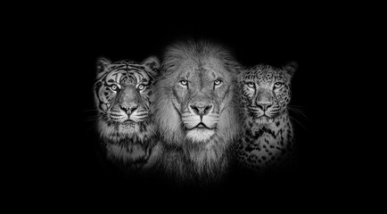 Black and white portrait of a Lion, a tiger and a leopard, together on black background