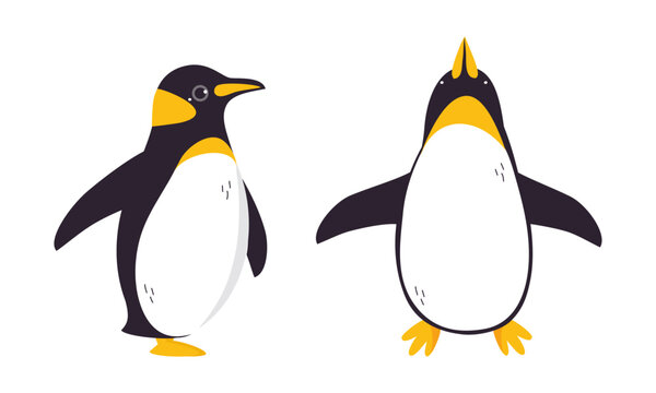Emperor penguins set. Cute antarctic bird. Symbol of cold and winter flat vector illustration