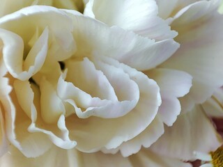 small white flowers. macro photography