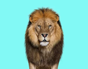 Foto op Plexiglas Portrait of a Male adult lion looking at the camera, Panthera leo on blue © Eric Isselée