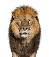 Fotobehang Portret van een mannelijke volwassen leeuw die naar de camera kijkt, Panthera leo, geïsoleerd © Eric Isselée