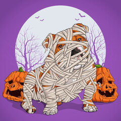 Bulldog in Halloween disguise sitting and fully wrapped in mummy linen with pumpkins on his sides