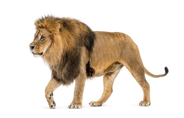 Side view of a lion walking away, isolated on white - obrazy, fototapety, plakaty