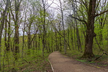 Forest trees with sidewalk of fallen leaves. Nature green wood lovely backgrounds.