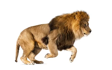Poster Side view of a lion jumping, , isolated on white © Eric Isselée