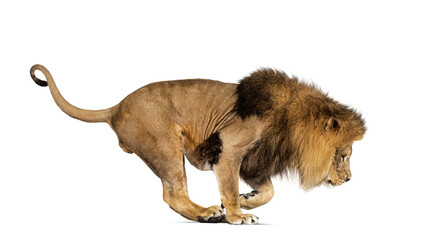 Side view of a lion jumping, , isolated on white © Eric Isselée