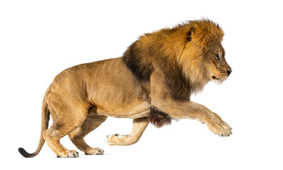 Male adult lion, Panthera leo, leaping, isolated