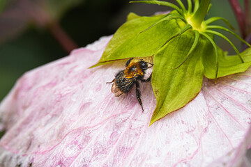 A bee on a blossom