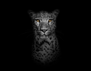 Black and white Head shot, portrait of a Spotted leopard facing at the camera on black