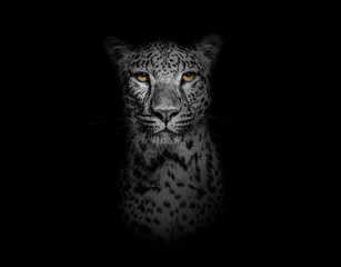 Foto op Aluminium Zwart-wit Hoofd geschoten, portret van een gevlekte luipaard die naar de camera kijkt op zwart © Eric Isselée
