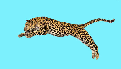 Spotted leopard leaping, panthera pardus on blue