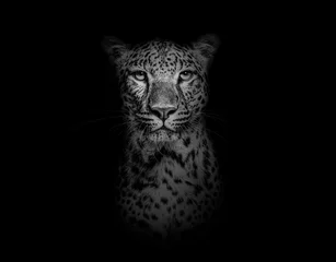 Fototapeten Schwarz-Weiß-Kopfschuss, Porträt eines gefleckten Leoparden mit Blick auf die Kamera auf Schwarz © Eric Isselée
