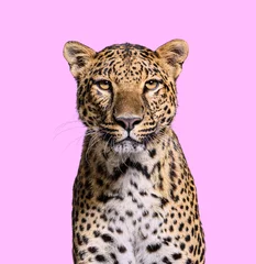 Plexiglas foto achterwand Head shot, portrait of a Spotted leopard facing at the camera on pink © Eric Isselée