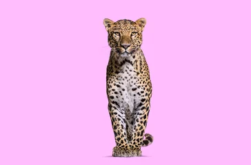 Zelfklevend Fotobehang Spotted leopard standing in front and facing at the camera on pink © Eric Isselée