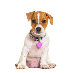 Puppy jack russel terrier wearing a pink heart medal, isolated
