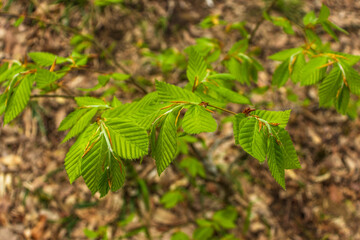 Green leaves, Small green foliage on twig